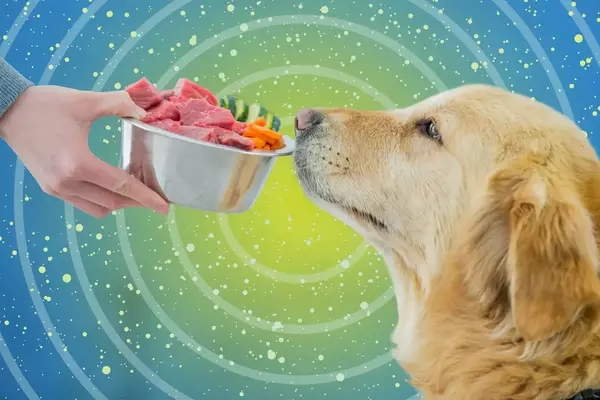 Fresh Dog Food: A Detailed Analysis of Its Benefits and Drawbacks