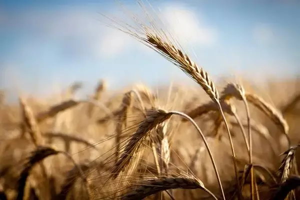 Nutrien Ltd. (NTR) Stock: A Deep Dive into Its Undervalued Potential Amidst Global Shifts