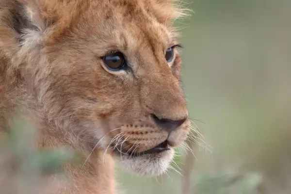 Jon Favreau's Harrowing Journey into Wildlife Documentary with National Geographic's 'Lion'