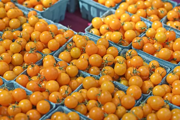 The Accidental Triumph of Sungold Tomatoes